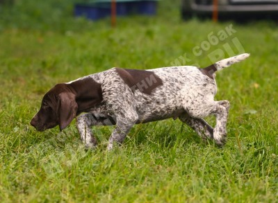 Щенок курцхаар