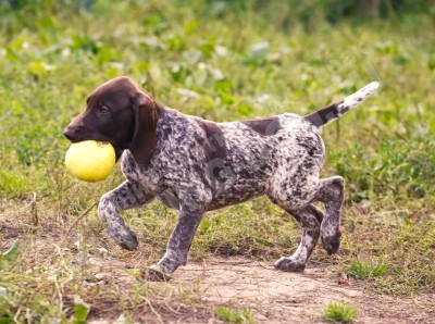 Щенок курцхаар