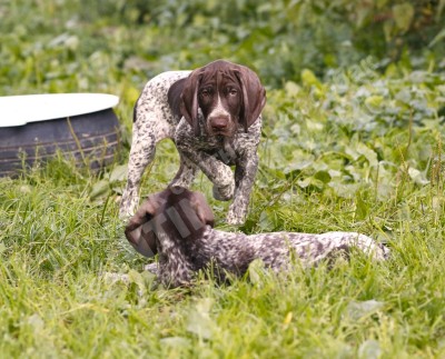 Щенки курцхаара