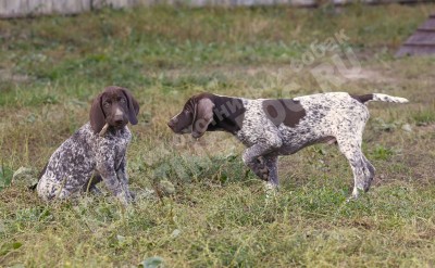 Щенки курцхаара