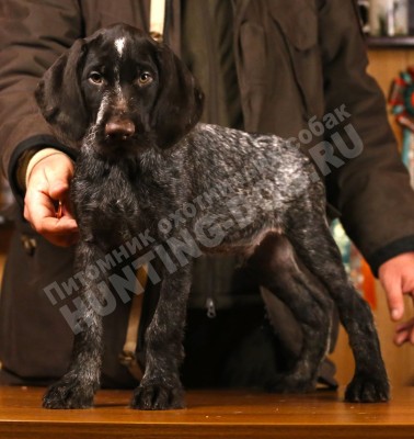 Щенок дратхаар