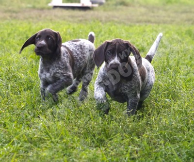 Щенки курцхаара