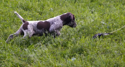 Щенок курцхаар