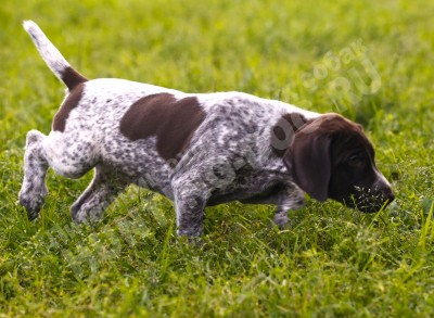 Щенок курцхаар