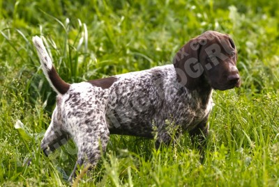 Щенок курцхаар