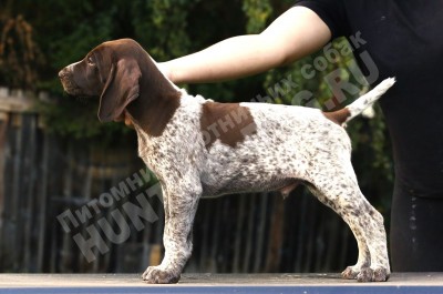 Щенок курцхаар