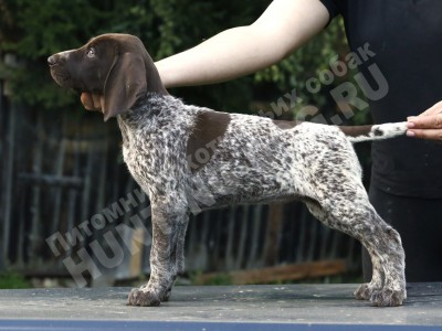 Щенок курцхаар