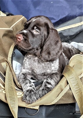 Щенок дратхаар