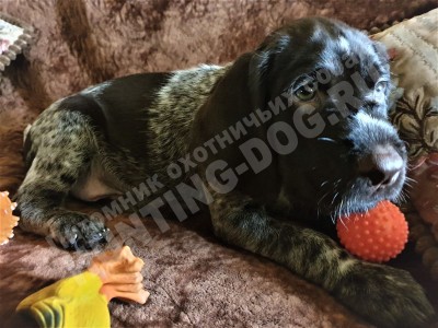 Щенок дратхаар