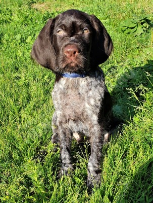 Щенок дратхаар