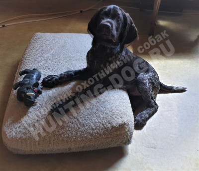 Щенок дратхаар