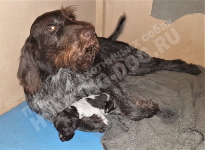 Щенок дратхаар