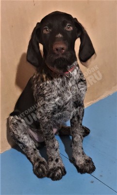 Щенок дратхаар