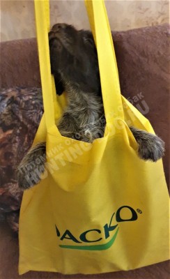 Щенок дратхаар