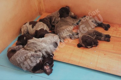 Щенки дратхаара