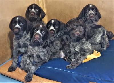 Щенки дратхаар