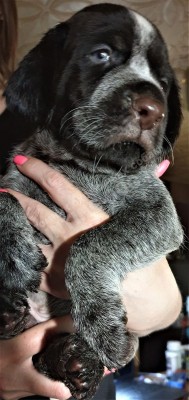 Щенок дратхаар