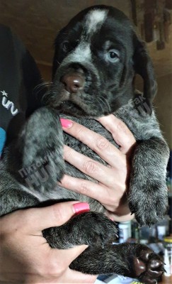 Щенок дратхаар