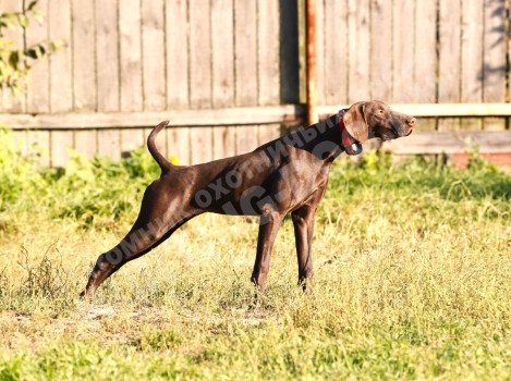 О породе курцхаар