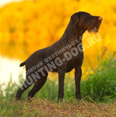 Мать Дакота вом Эфеус Хоф