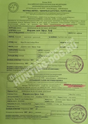 Продаётся элитный щенок дратхаара