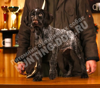 Продаётся элитный щенок дратхаара