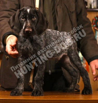 Продаётся элитный щенок дратхаара
