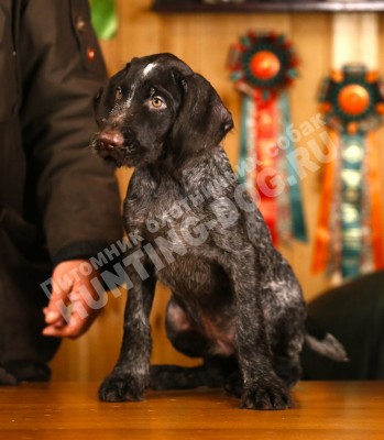 Продаётся элитный щенок дратхаара