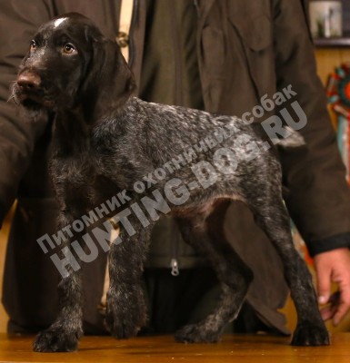 Продаётся элитный щенок дратхаара