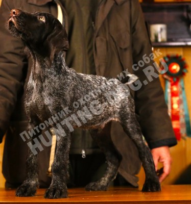 Продаётся элитный щенок дратхаара