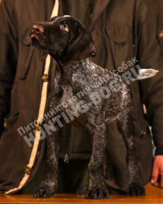 Продаётся элитный щенок дратхаара