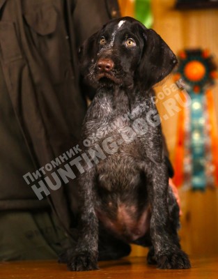Продаётся элитный щенок дратхаара