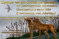 Щенки Чесапик-бей ретривера от многократных чемпионов