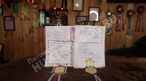 Дратхаар Брюнхильда: титулы и награды