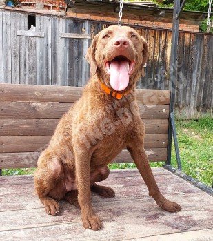 Чесапик-бей-ретриверы — пополнение в нашем питомнике