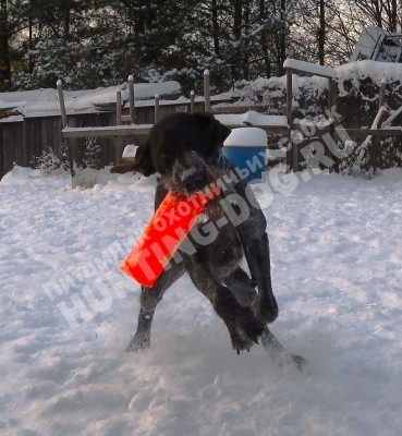 Дратхаар Алтай. Тренировки