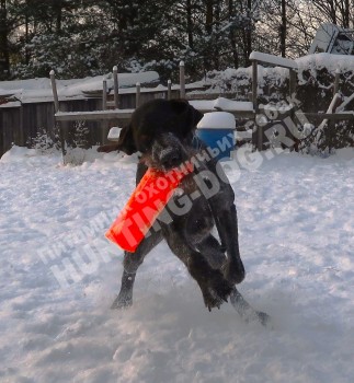 Продолжаем занятия с Алтаем