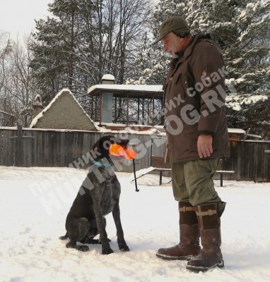 Дратхаар Алтай. Тренировки