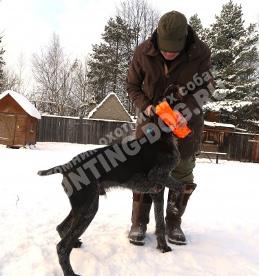 Дратхаар Алтай. Тренировки