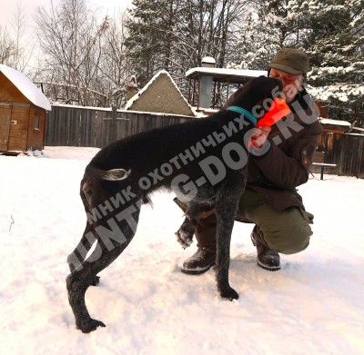 Дратхаар Алтай. Тренировки