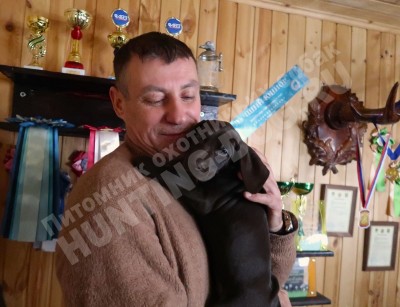 Щенок курцхаар Тайра