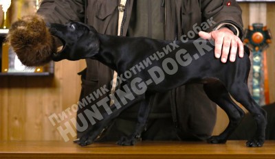 Черный щенок курцхаар Гера