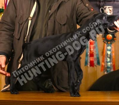 Черный щенок курцхаар Гера