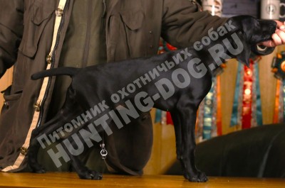 Черный щенок курцхаар Гера