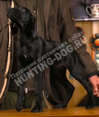 Черный щенок курцхаар Гера