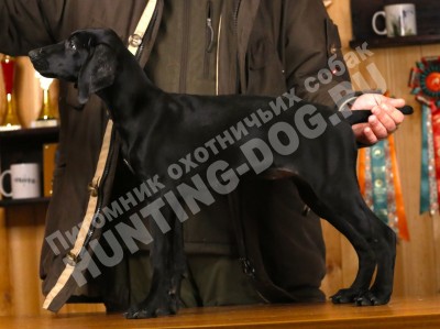 Черный щенок курцхаар Гера