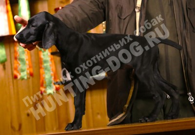 Черный щенок курцхаар Гера