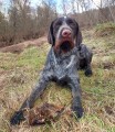 Весенняя охота с дратхааром в Московской области 2024 г.