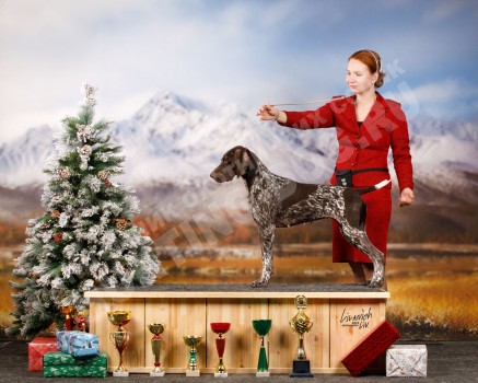 Курцхаар Санда триумфально участвует в выставках