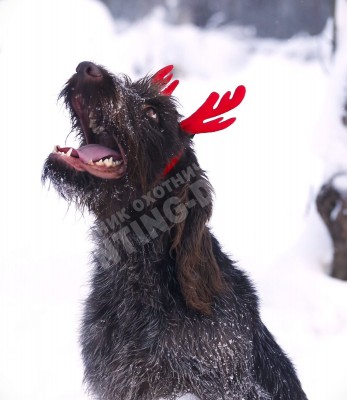 Новогодние дратхаары